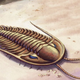 The tiny trilobite, just evolving away without a care in the world.
